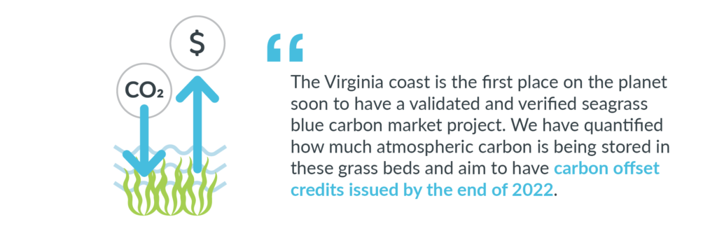 The Virginia coast seagrass restoration project will soon be the first place on the planet to have a validated and verified seagrass blue carbon market project.