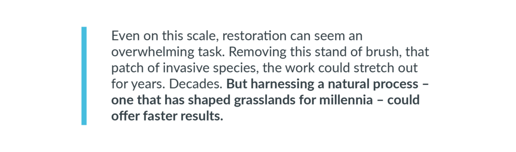 This is a heading that says "Even on this scale, restoration can seem an overwhelming task. Removing this stand of brush, that patch of invasive species, the work could stretch out for years. Decades. But harnessing a natural process – one that has shaped grasslands for millennia – could offer faster results.”