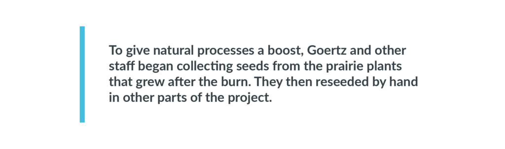 This heading says "To give natural processes a boost, Goertz and other staff began collecting seeds from the prairie plants that grew after the burn. They then reseeded by hand in other parts of the project."
