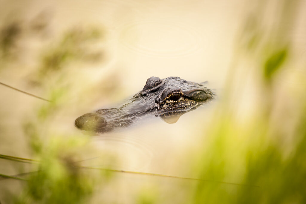 A juvenile alligator peeking out from the water in the marsh.