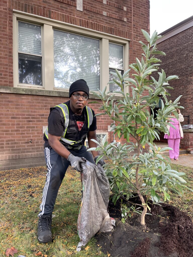 Picture of one Imani Green Health advocate being trained in urban forestry by planting a tree.
