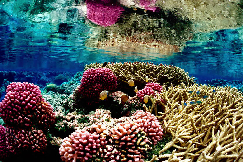 Picture of a coral reef, which host a plethora of biodiversity. Biodiversity conservation, an important component of natural climate solutions, is a benefit of avoiding the conversion of ecosystems to other land uses like farming.