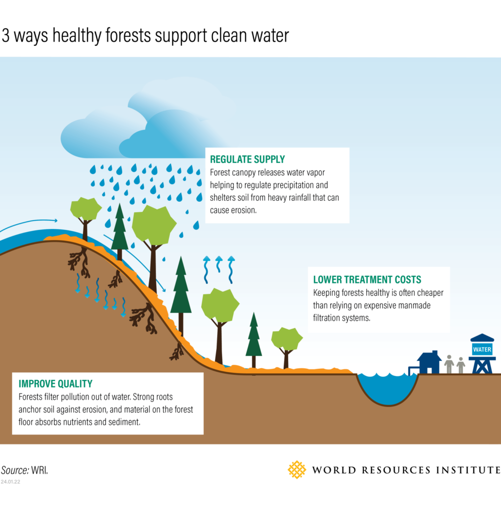 This graphic shows how maintaining healthy forests, a natural climate solution, have many benefits including improving water quality, regulating water supply, and lowering water treatment costs.
