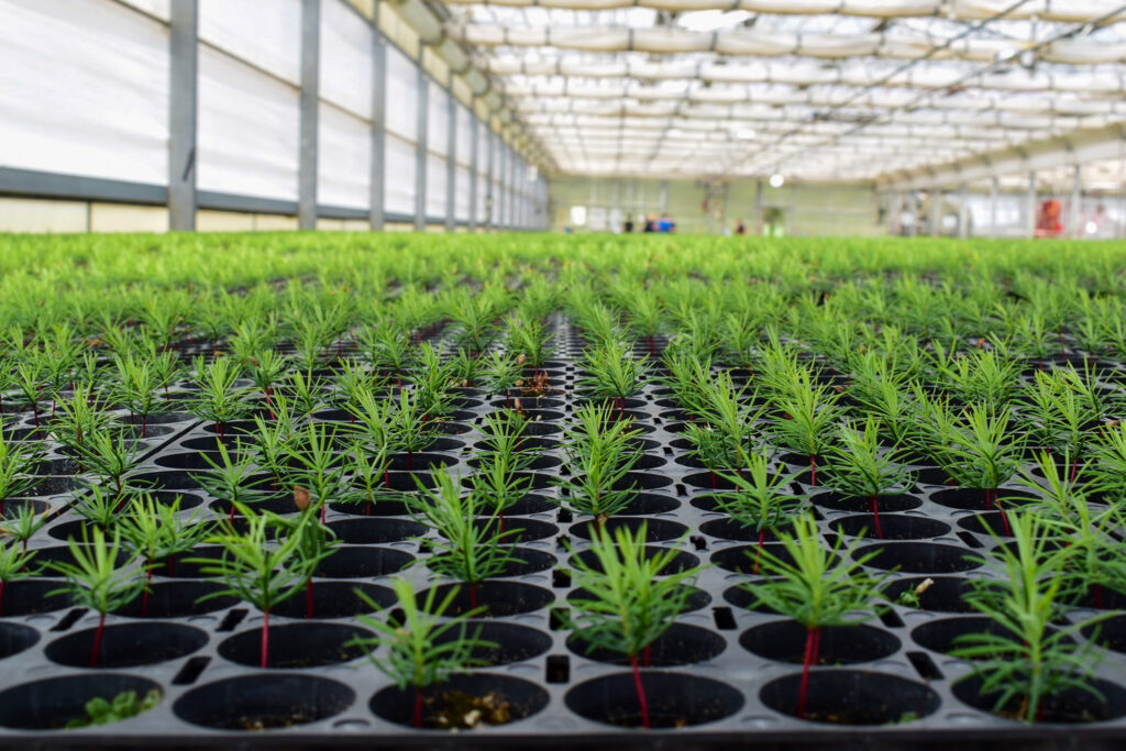 Seedlings at the Lucky Peak Nursery, which is playing a crucial role in post-fire reforestation projects in the area.