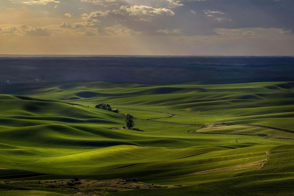 Wheat fields in Washington state. Natural Climate Solutions like climate-smart agriculture have the power to bridge political divides by uniting rural and urban communities around shared economic and environmental benefits.