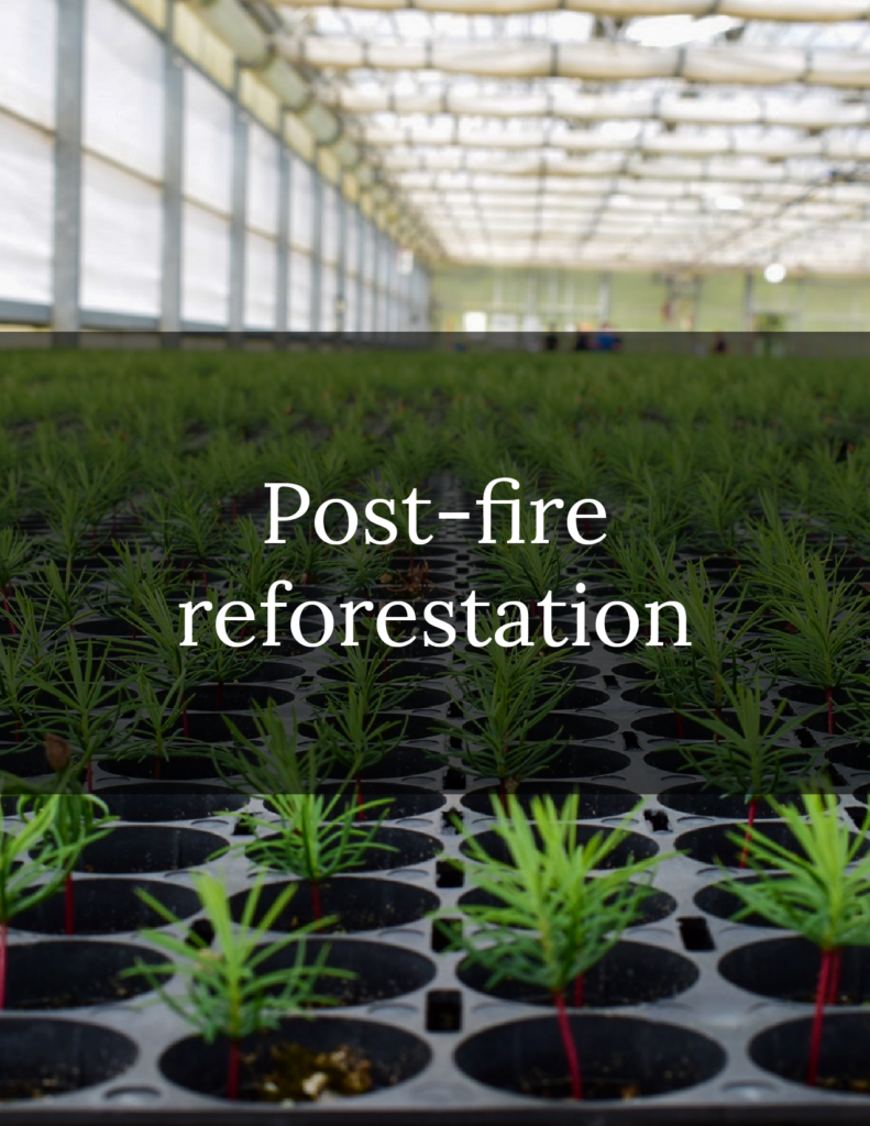 Photo of seedlings to be replanted in a post-fire reforestation project, a Natural Climate Solution.